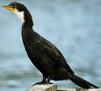 Little Pied Cormorant