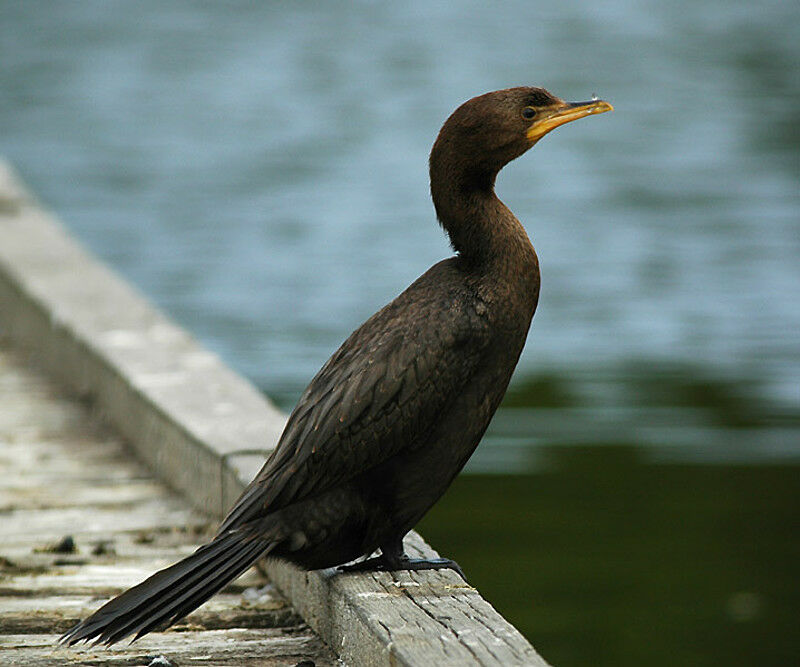 Cormoran pie