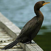 Little Pied Cormorant