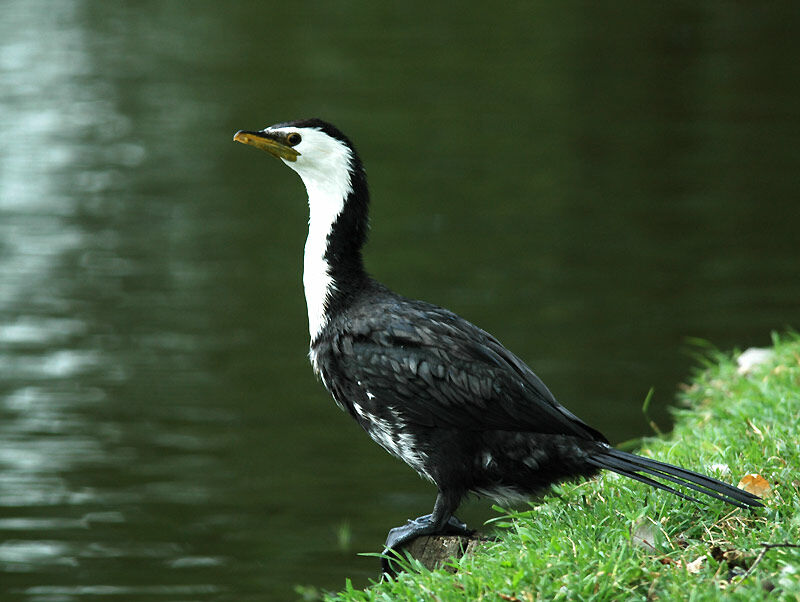 Little Pied Cormorant