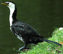 Little Pied Cormorant