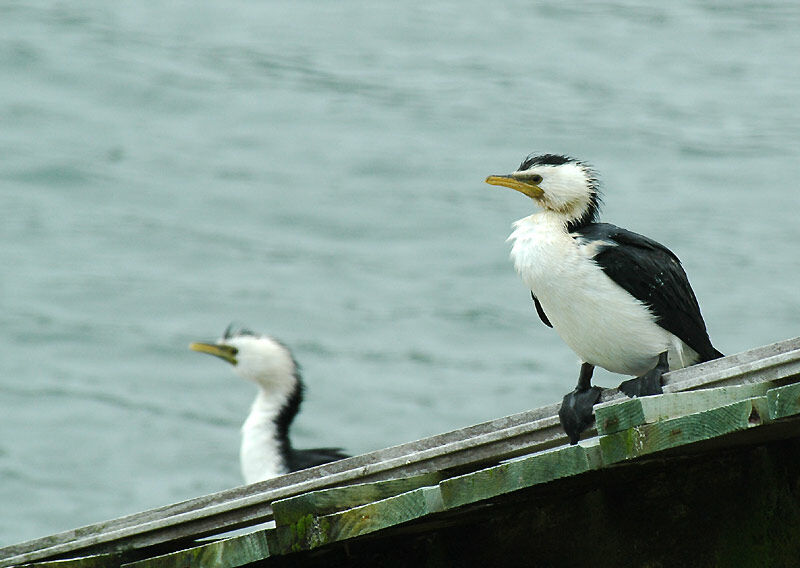 Little Pied Cormorant