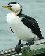 Little Pied Cormorant