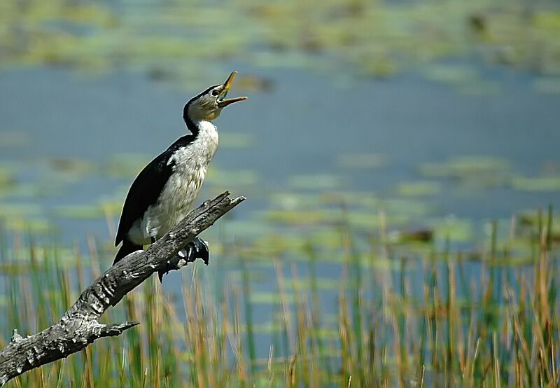 Little Pied Cormorant