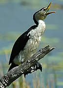 Little Pied Cormorant