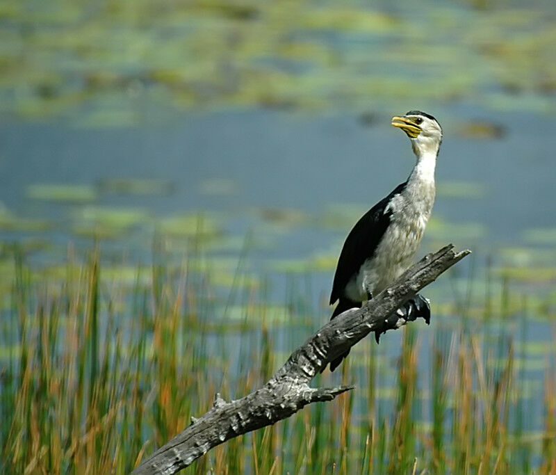 Little Pied Cormorant