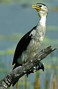 Little Pied Cormorant