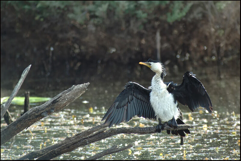 Little Pied Cormorantadult