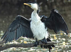 Little Pied Cormorant