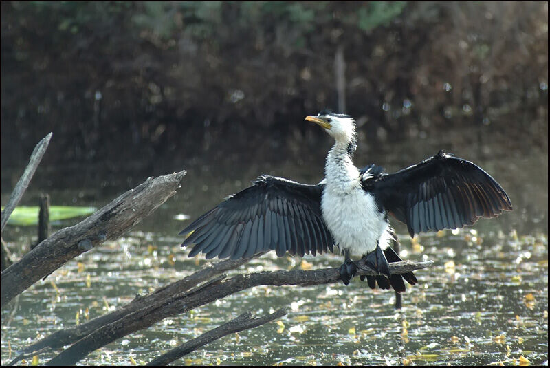 Little Pied Cormorantadult