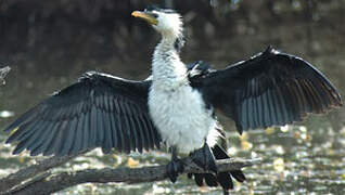 Little Pied Cormorant