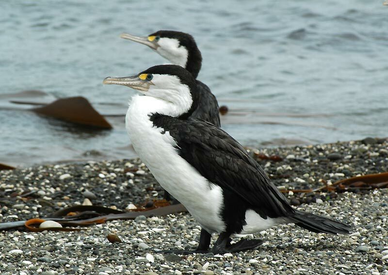 Cormoran varié