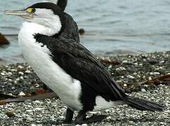 Australian Pied Cormorant