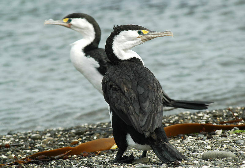 Australian Pied Cormorant