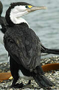 Australian Pied Cormorant