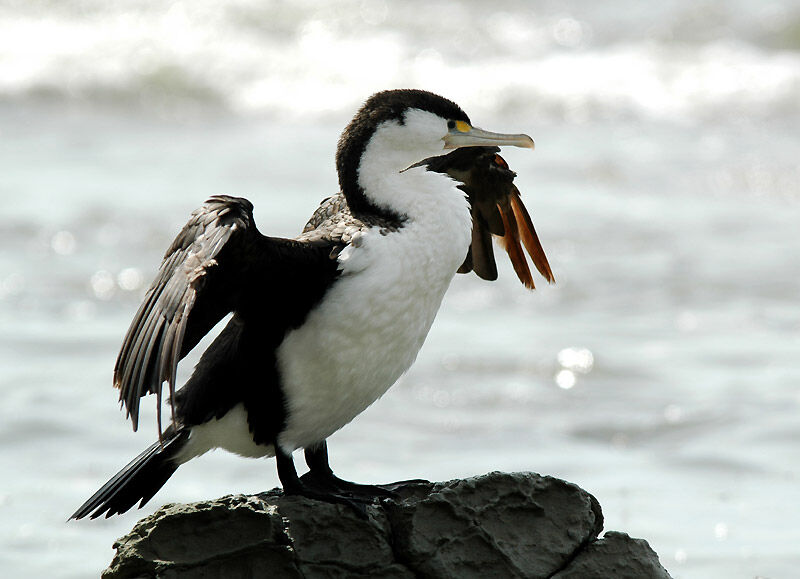 Cormoran varié