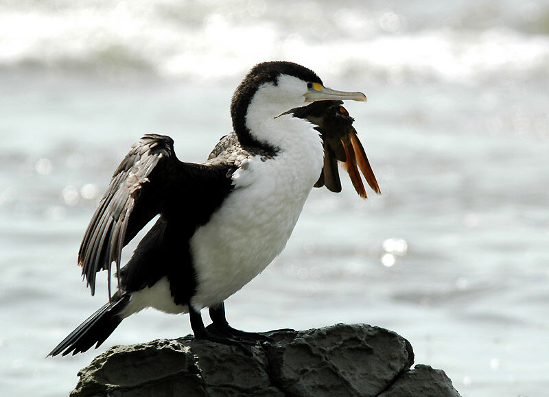 Australian Pied Cormorant