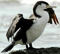 Australian Pied Cormorant