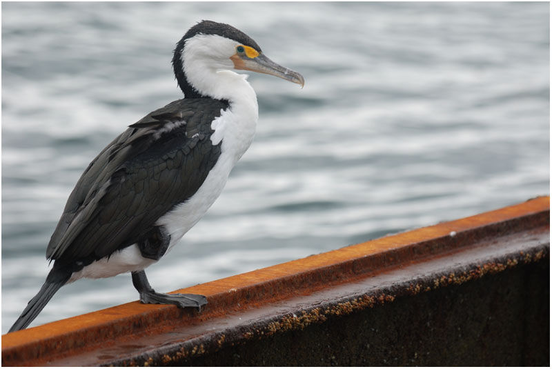 Australian Pied Cormorantadult