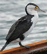 Cormoran varié
