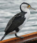 Australian Pied Cormorant