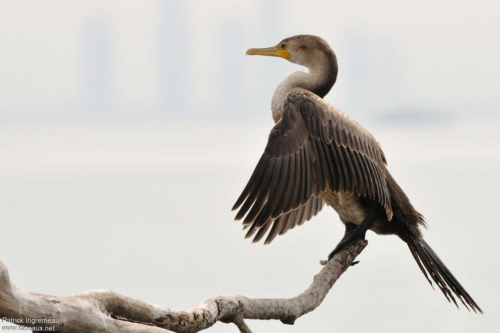 Neotropic Cormorantjuvenile, identification