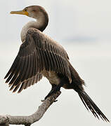 Neotropic Cormorant