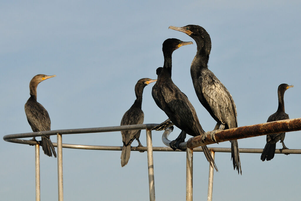 Cormoran viguaadulte