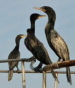 Neotropic Cormorant