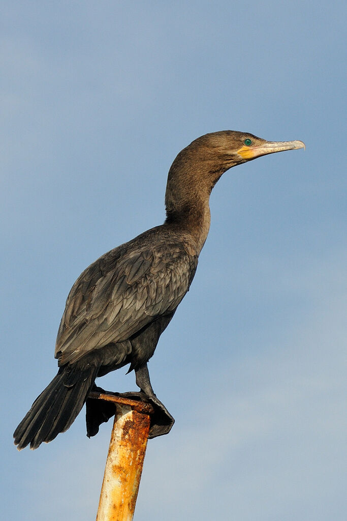 Neotropic Cormorantimmature, identification