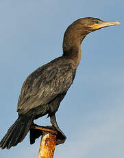 Cormoran vigua