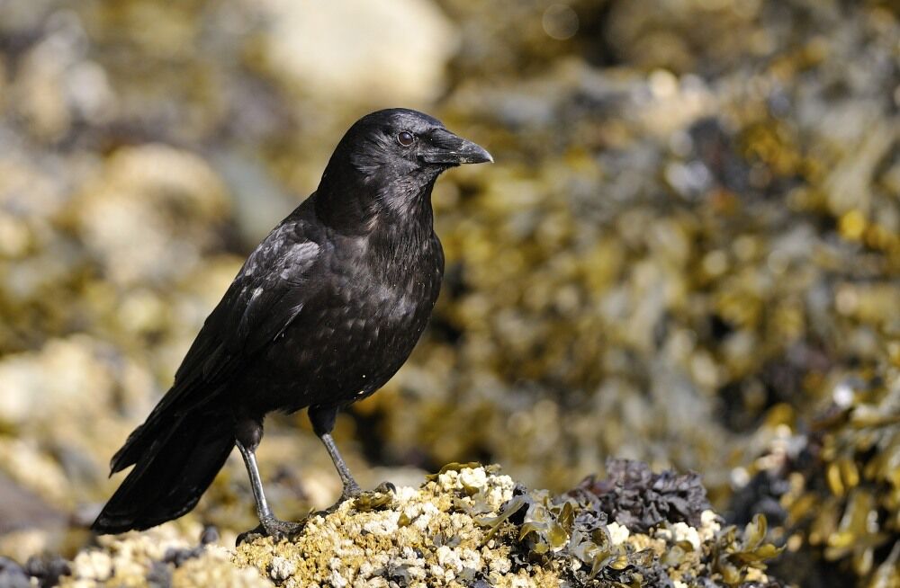 Northwestern Crow