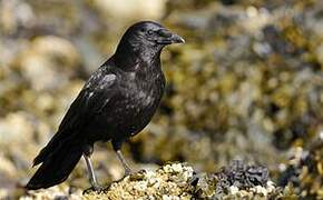 Northwestern Crow