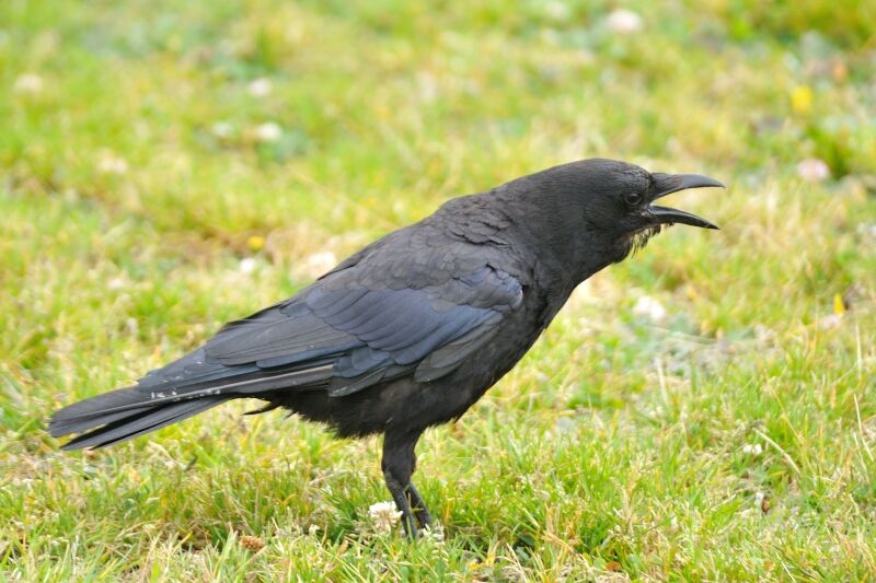 American Crowimmature