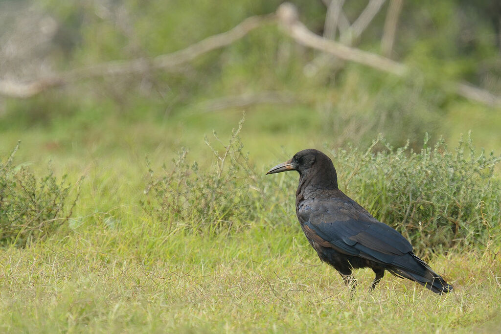 Cape Crowadult