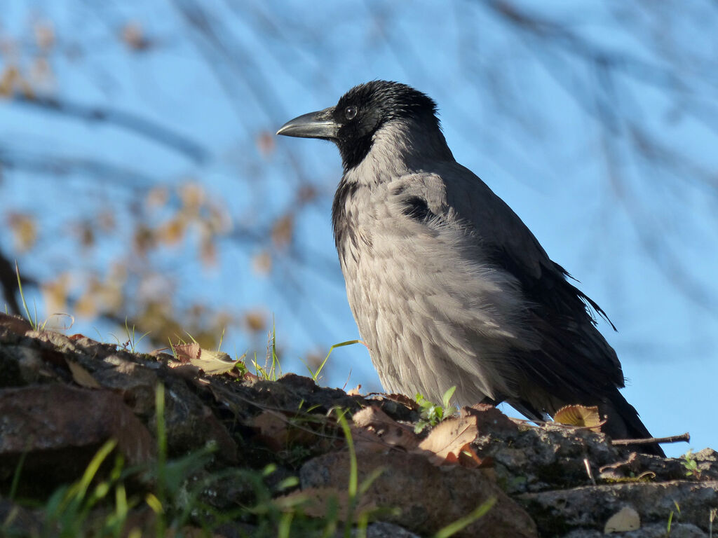 Hooded Crow