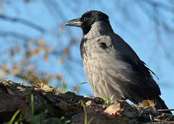 Hooded Crow