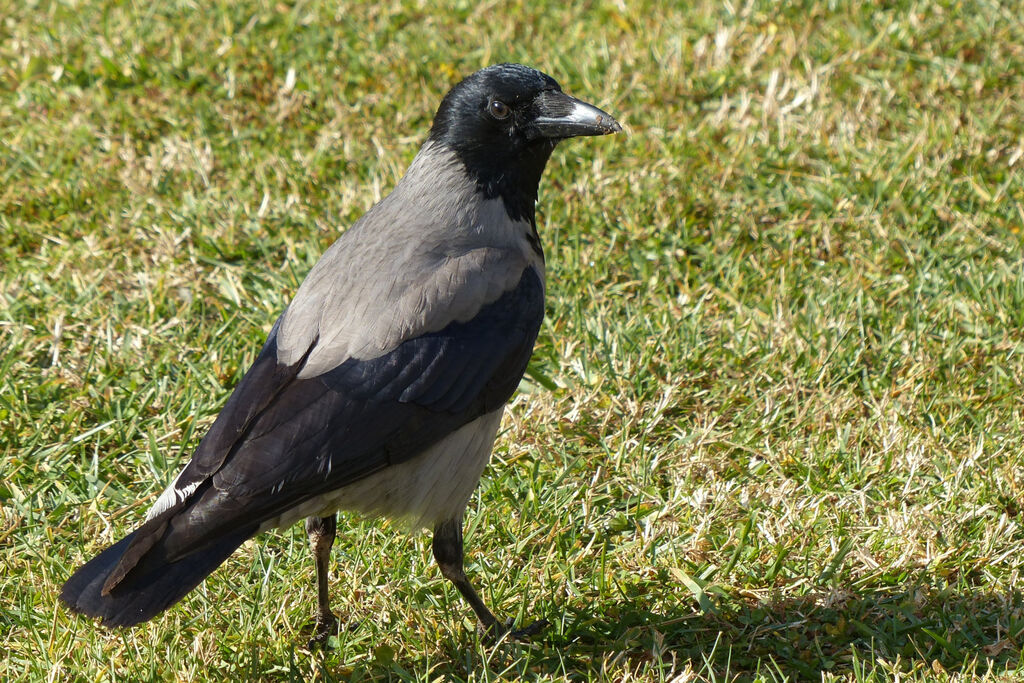 Hooded Crow