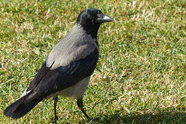 Hooded Crow