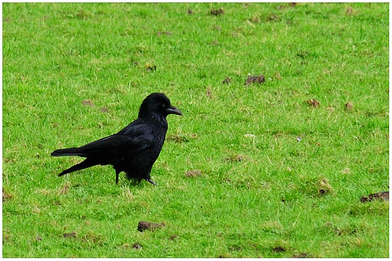 Carrion Crowadult