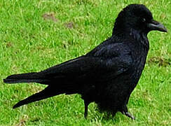 Carrion Crow