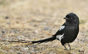 Corvinelle noir et blanc