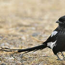 Corvinelle noir et blanc