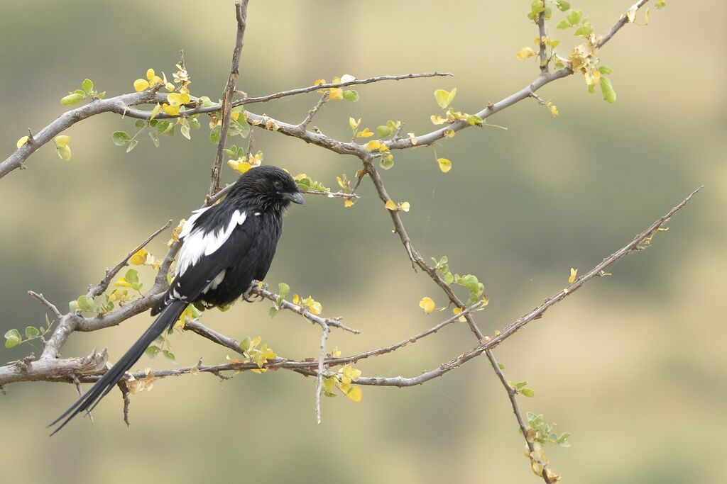 Corvinelle noir et blancimmature