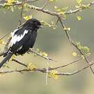 Corvinelle noir et blanc