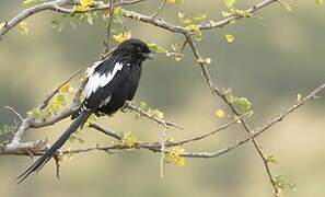 Magpie Shrike