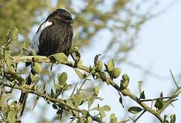 Magpie Shrike