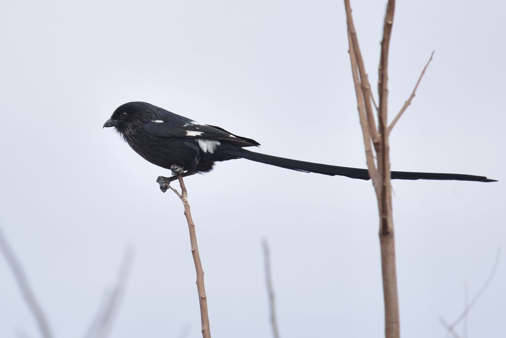 Corvinelle noir et blancadulte