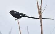 Corvinelle noir et blanc
