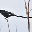 Corvinelle noir et blanc
